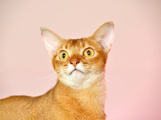 istock Closeup of Surprised Abyssinian cat 610138484