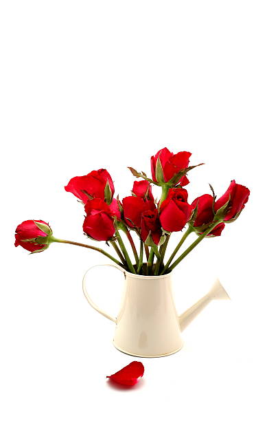 istock beautiful red rose with in watering can on white background 610138496