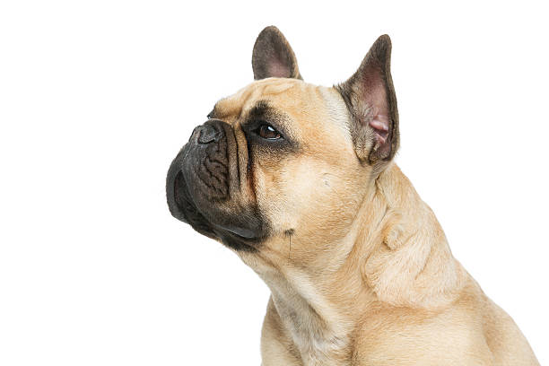 istock Beautiful french bulldog dog 610138548