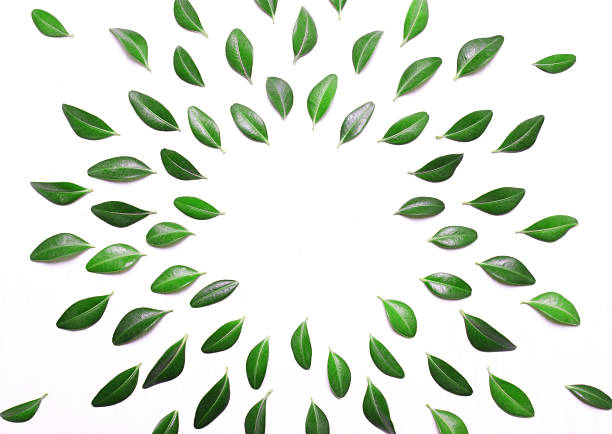 istock frame from green leaves on a white background 610138772