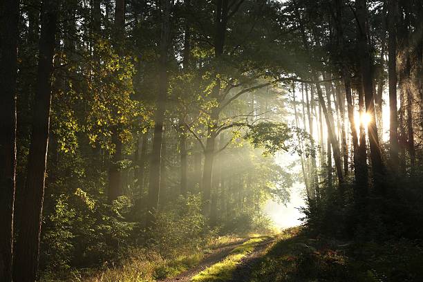 istock Country road through the forest at dawn 610139348