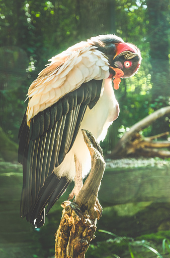 A professional DSLR photo of an colorful feathered lovely King vulture.