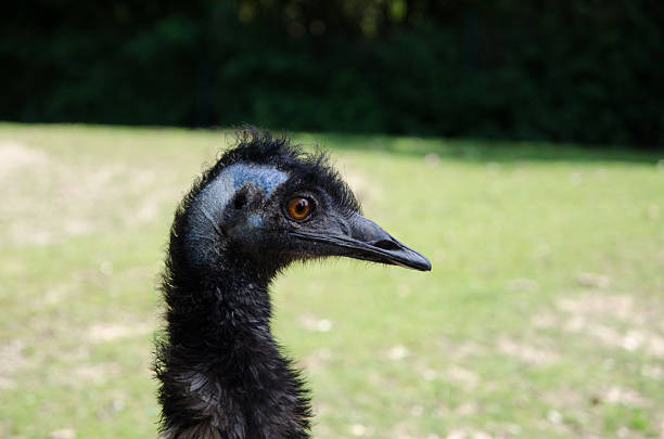 istock Close up of a beautiful black emu 610140092