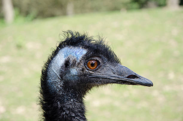 istock Close up of a beautiful black emu 610140428