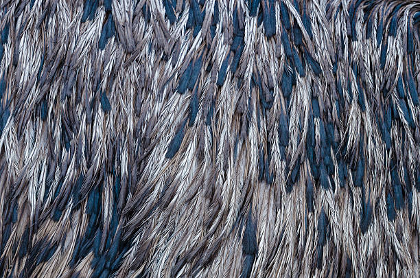 A professional DSLR photo of a black emu feathers.