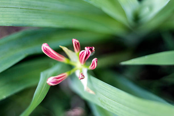 istock Bud of cluster amaryllis 610141922