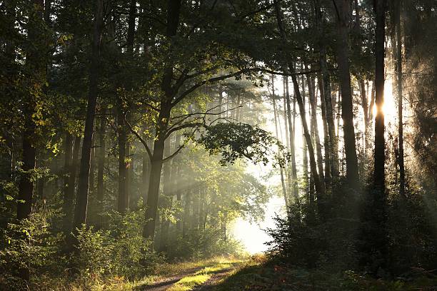 istock Country road through the forest in early autumn. 610141926