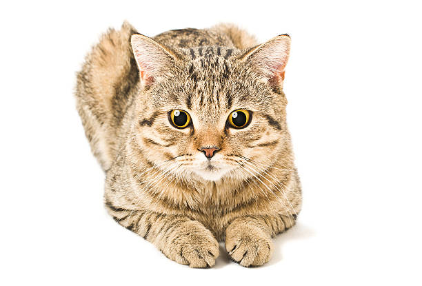 istock Portrait of a Scottish Straight cat 610142808