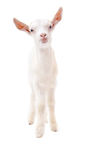 istock Portrait of a white goat in full length 610143684