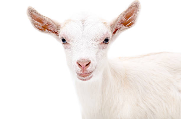 istock Portrait of a white goat 610143938