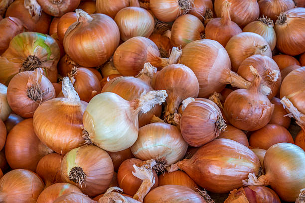 Onions for Sale Onions background onion family stock pictures, royalty-free photos & images