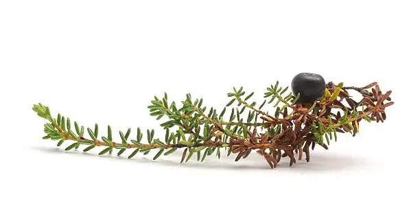 Crowberry, Empetrum nigrum, isolated on a white background.