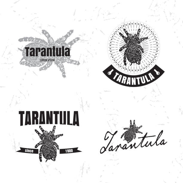 ilustrações de stock, clip art, desenhos animados e ícones de vector logo set with tarantula spider - silhouette spider tarantula backgrounds