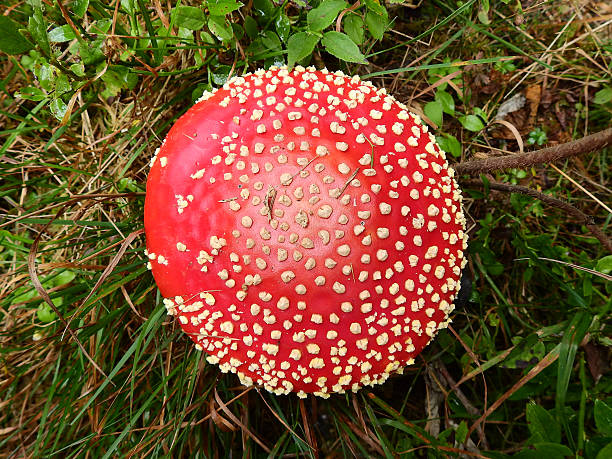 잔디에 있는 독성 붉은 파리 아가릭 캡(아마니타 무스카리아) - magic mushroom moss autumn outdoors 뉴스 사진 이미지