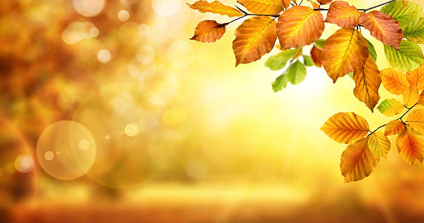 istock Autumn leaves on shimmering bokeh background 610147174