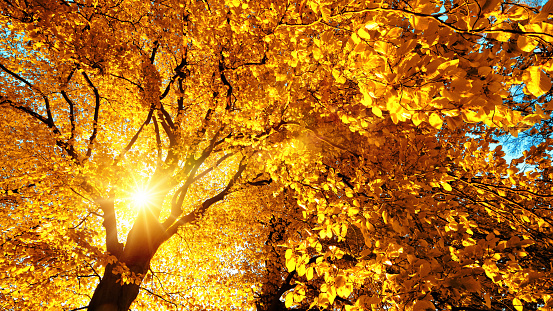 Autumn sun beautifully shining through the yellow leaves of a beech tree