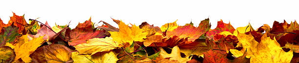 istock Isolated autumn leaves banner 610148136