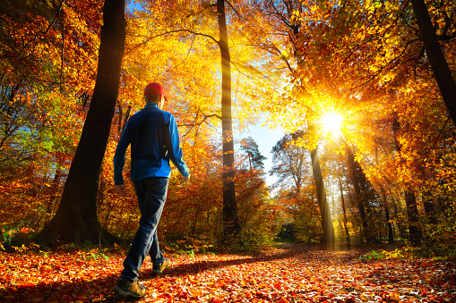 Male hiker walking towards the bright gold rays of sunlight in the autumn forest