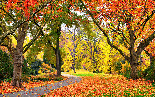 istock Park in autumn with pleasant colors 610148446