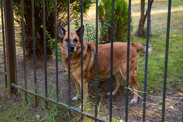 istock Barking dog behind the fence 610150072