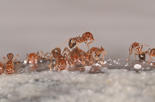 A fire ant standing on the backs of others, trying to find a good feeding spot