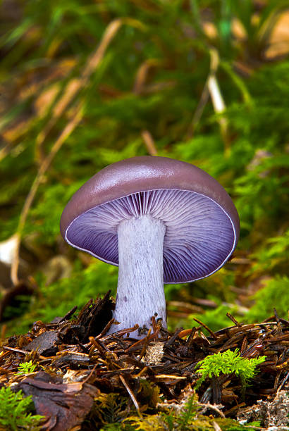 Naked lepista Edible mushrooms with excellent taste, Lepista nuda Blewit stock pictures, royalty-free photos & images