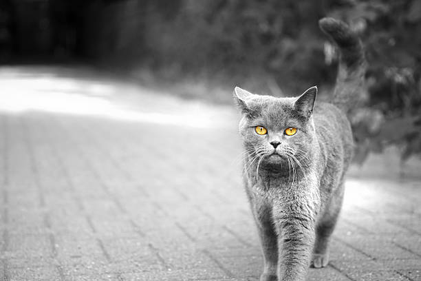 istock British Shorthair outdoor 610153612