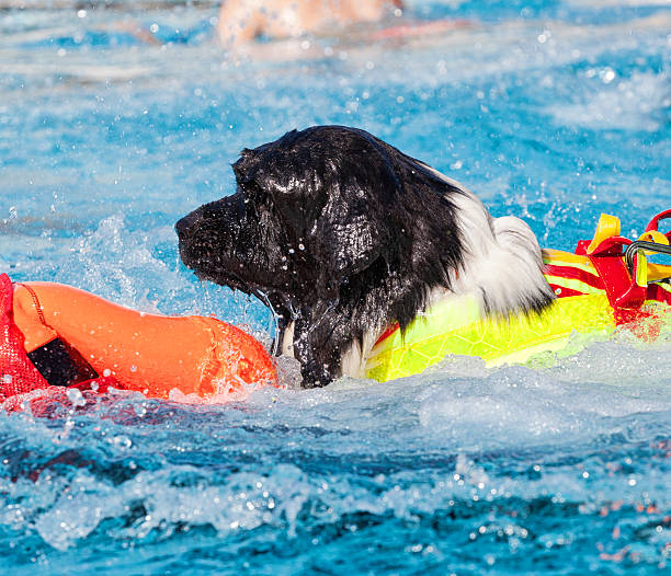 istock Lifeguard dog in swimming pool. 610153628