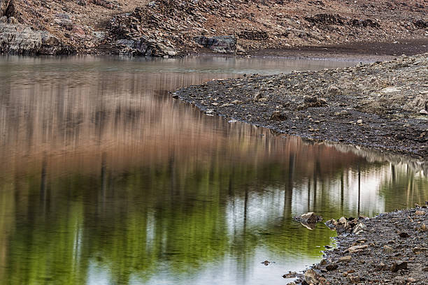 Forest reflected.