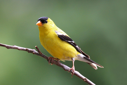 A male goldfinch (Carduelis tristis) perching on a branch in summer.