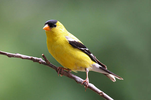 Perching Summer Goldfinch stock photo