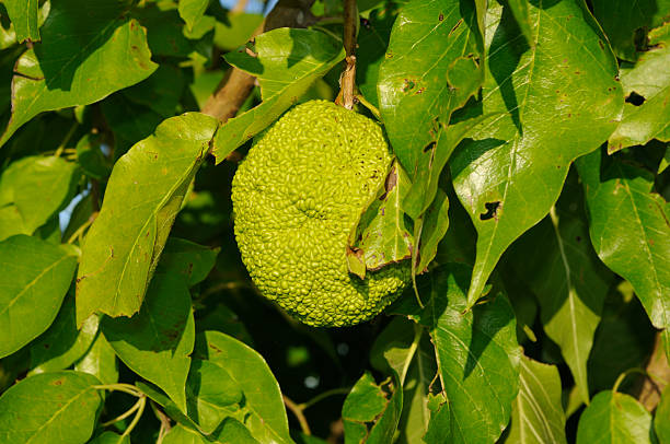 Osage orange (Maclura pomifera) Osage orange (Maclura pomifera) maclura pomifera stock pictures, royalty-free photos & images