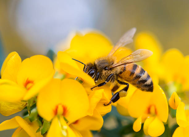 Pollination Honey Bee on Pea flower, Muogamarra Nature Reserve Australia honey bee stock pictures, royalty-free photos & images