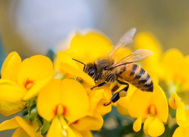 polinização - pollination imagens e fotografias de stock