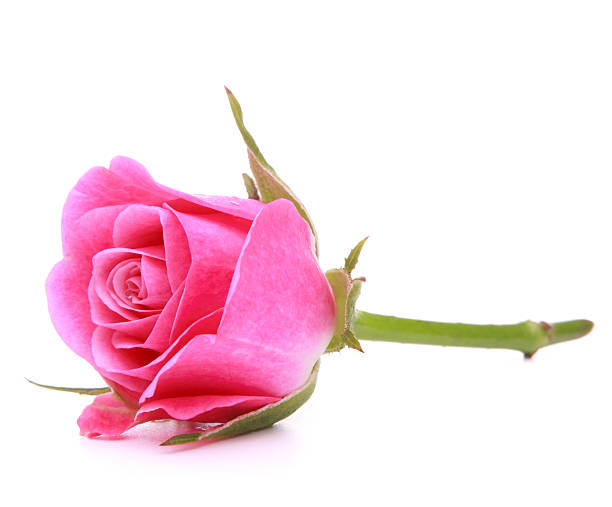 istock Pink rose flower head isolated on white background cutout 610157486