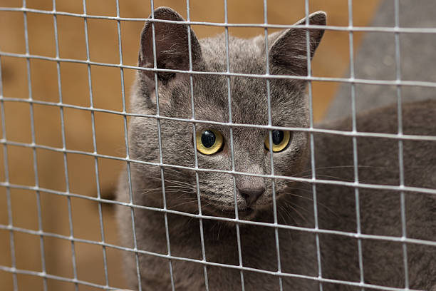 istock Cat in jail and looks count toward 610157506