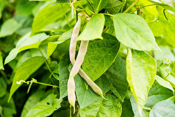 unreife balle (phaseolus vulgaris) hülsen - flageolet bean stock-fotos und bilder