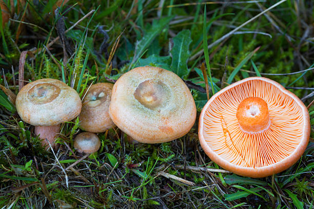 istock Lactarius deterrimus. Edible mushrooms. 610158754