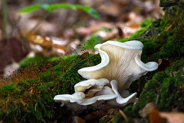 Pleurocybella porrigens. Inedible mushrooms. stock photo