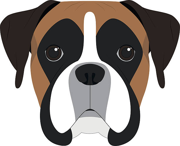 ilustraciones, imágenes clip art, dibujos animados e iconos de stock de perro boxeador aislado en ilustración vectorial de fondo blanco - boxer perro