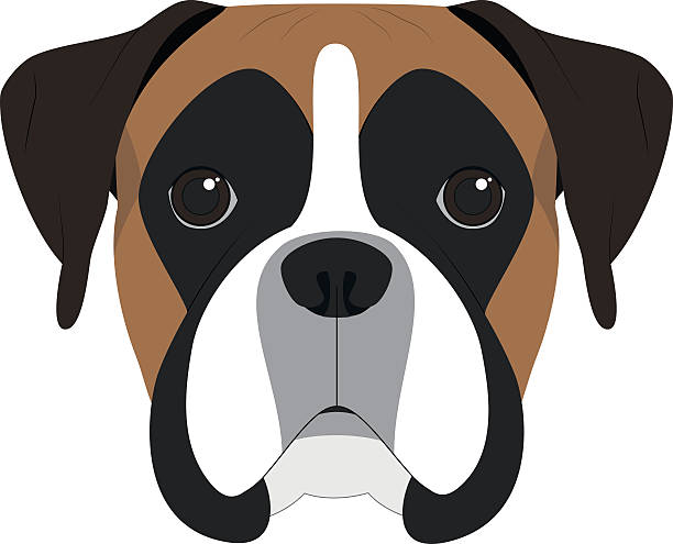 ilustrações, clipart, desenhos animados e ícones de cão boxer isolado na ilustração do vetor de fundo branco - boxer cão