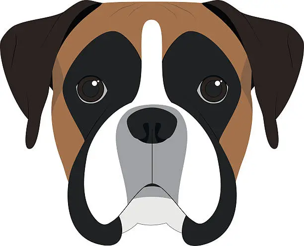 Vector illustration of Boxer dog isolated on white background vector illustration