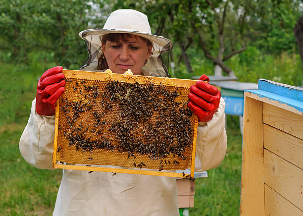istock woman Beekeeper holding frame of honeycomb with bees 610161320