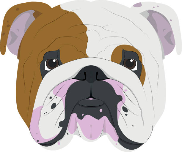 illustrazioni stock, clip art, cartoni animati e icone di tendenza di cane bulldog inglese isolato su sfondo bianco illustra - english bulldog