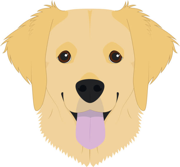 золотой ретривер собака изолирована на белом фоне вектор illustr - golden retriever retriever white background isolated stock illustrations