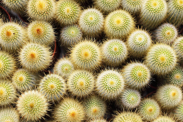 istock yellow cactus at flower market 610162186