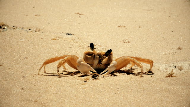 Beach crab close up cleaning eyes and walking