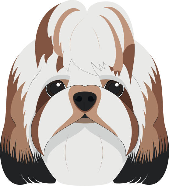 ilustrações, clipart, desenhos animados e ícones de cachorro shitzu isolado na ilustração do vetor de fundo branco - cão miniatura