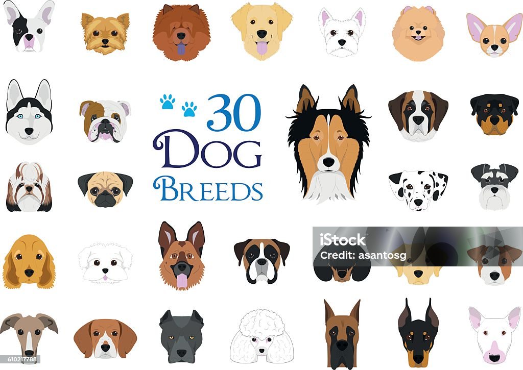 30 dog breeds Vector Collection in cartoon style Dog breeds Vector Collection: Set of 30 different dog breeds in cartoon style. Dog stock vector