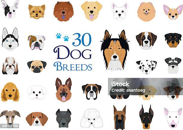 30 Dog Breeds Vector Collection In Cartoon Style Stock Illustration - Download Image Now - Dog, Vector, Illustration